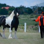 Clunes Show 2017