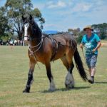 Clunes Show 2017