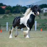 Clunes Show 2017